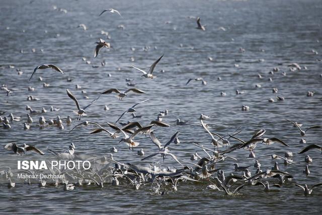 افزایش 35 درصدی پرندگان آبزی و کنار آبزی در تالاب های قزوین