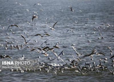افزایش 35 درصدی پرندگان آبزی و کنار آبزی در تالاب های قزوین