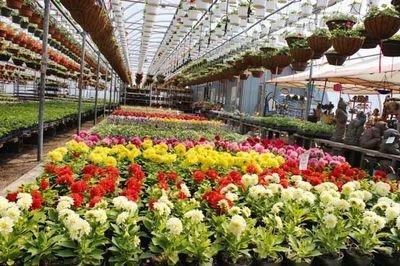 چرا صادرات گل و گیاه کم شد؟