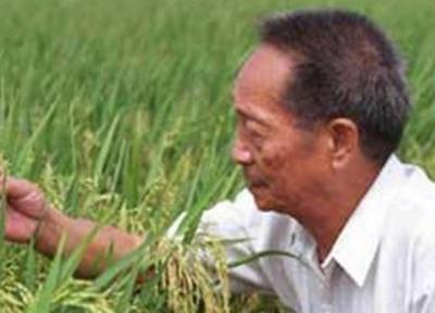 چین برنج قابل کشت در زمین های شور فراوری کرد