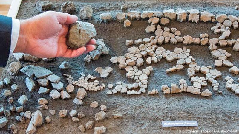 کشف بقایای یک لاک پشت 11 میلیون ساله در آلمان