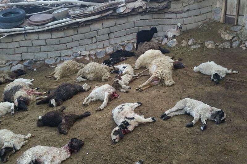خبرنگاران گرگ ها 15 راس گوسفند را در نمین دریدند