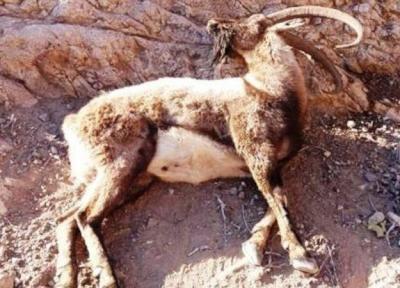 طاعون نشخوارکنندگان 180 راس وحوش پارک ملی کلاه قاضی اصفهان را تلف کرد