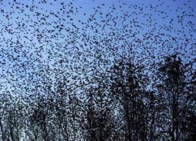 مرگ صد ها پرنده در پایتخت ایتالیا