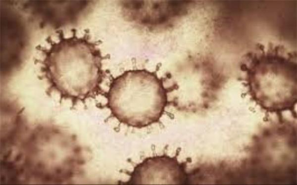 قندها کلید ورود ویروس ها به سلول هستند؟
