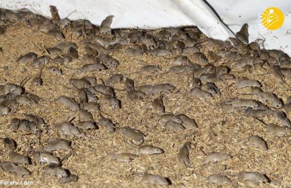هجوم میلیون ها موش به مزارع کشاورزی استرالیا
