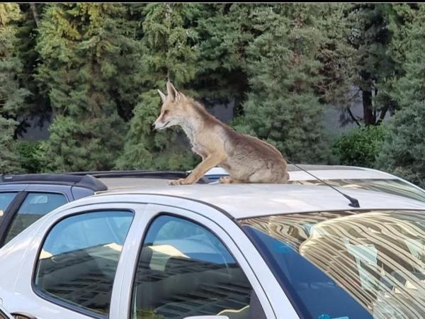 عکس هفته ، روباه زیرک مسافر یکی از خودروهای شهرک امید شد!
