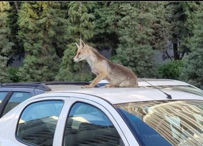 عکس هفته ، روباه زیرک مسافر یکی از خودروهای شهرک امید شد!