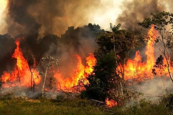 شرایط آتش سوزی جنگل های هیرکانی در الیت مرزن آباد